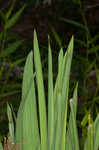 Weak-leaf yucca